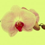Orquídea Salvaje